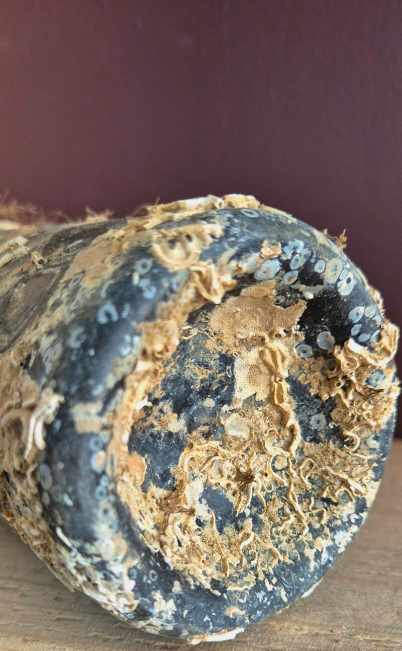 Shipwreck encrusted bottle - Image 5
